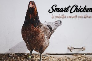 smart-chicken-poulailler-connecte-domotique-iot-eedomus-maison