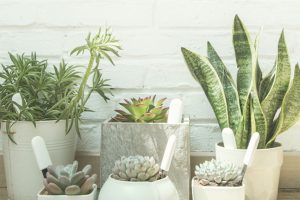 xiaomi-mi-flora-plat-flore-jeedom-test-install-domotique-domoblog-test