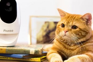 pawbo-camera-connectee-chat-chien-smarthome