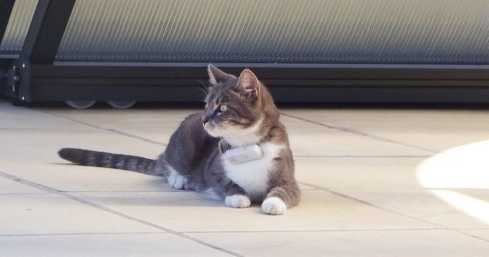 weenect-traceur-chat-cat-iot